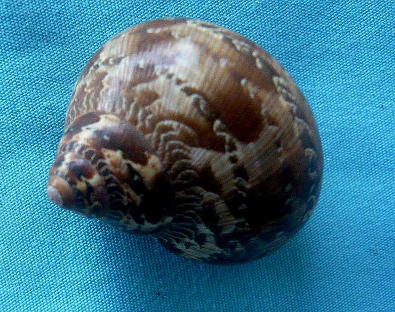petholatus - Turbo petholatus Linnaeus, 1758 0102410