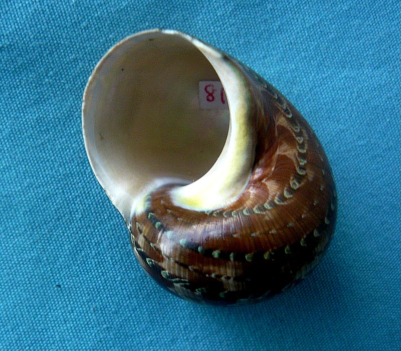 Turbo petholatus - Linnaeus, 1758 0112310