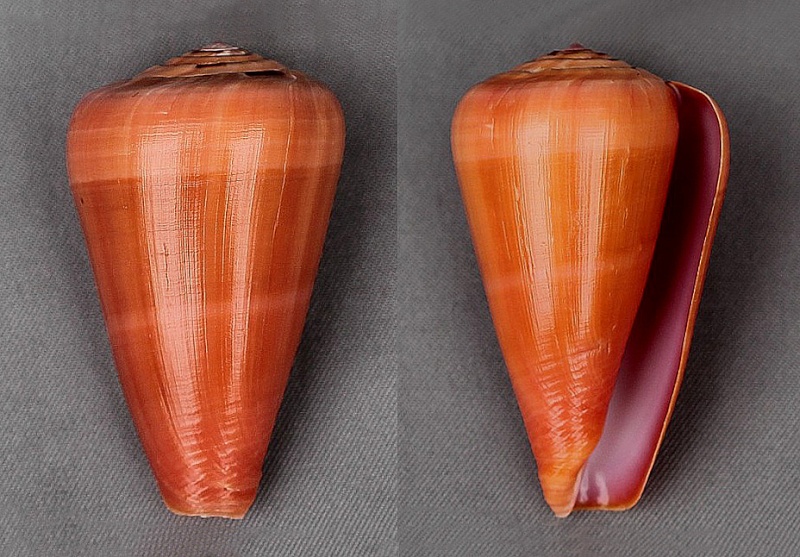 Conus (Darioconus) lohri Kilburn, 1972 3683-110