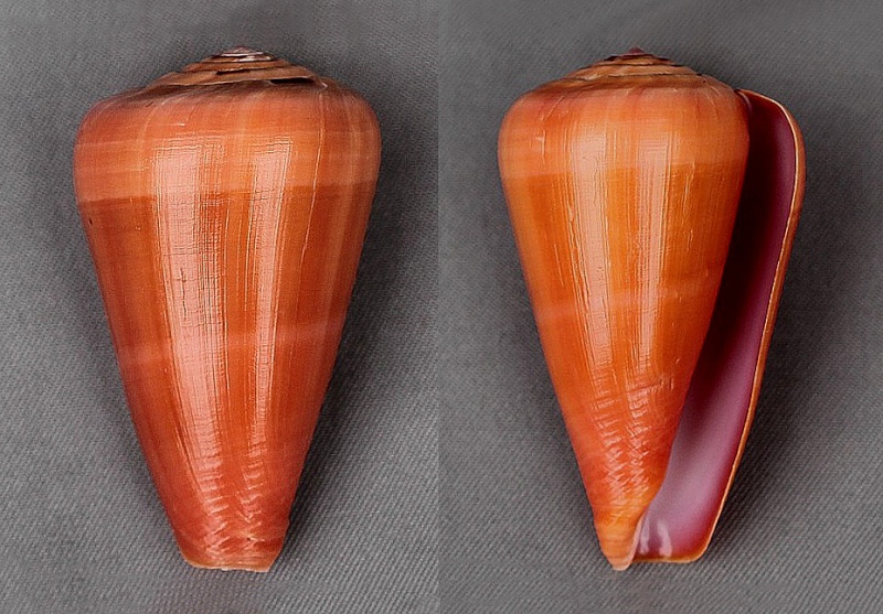 Conus (Darioconus) lohri   Kilburn, 1972 3683-110