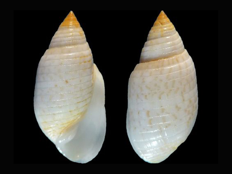 Acteonidae Pupa sulcata (Gmelin, 1791) 5012710