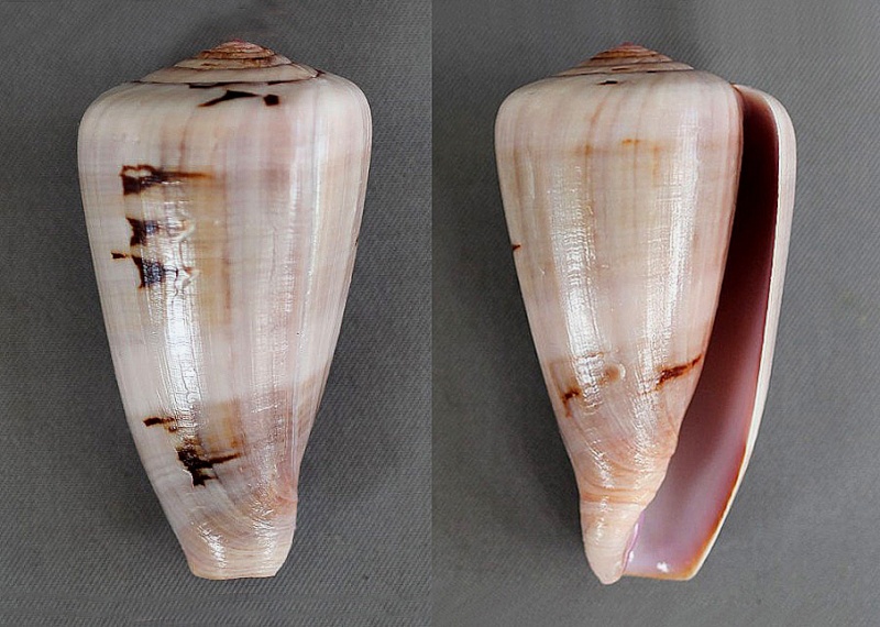 Conus (Darioconus) lohri Kilburn, 1972 5391-210