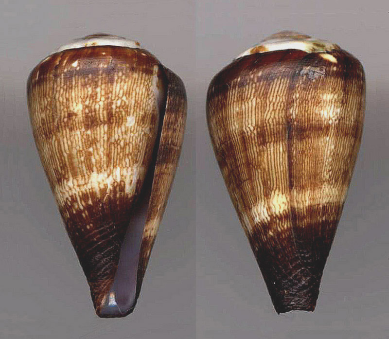 Conus (Lautoconus) salreiensis  (Rolán, 1980) voir Conus (Lautoconus) crotchii 97038513