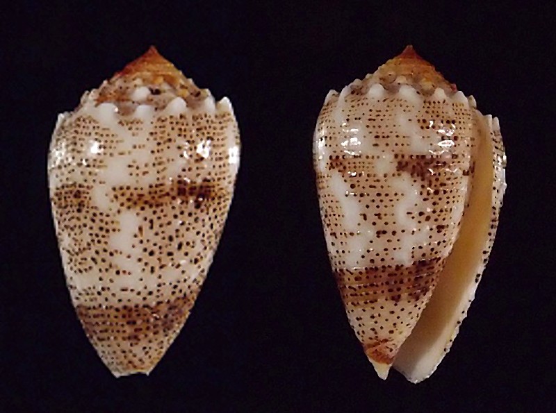 Conus (Puncticulis) arenatus  Hwass in Bruguière, 1792 - Page 2 Arenat10