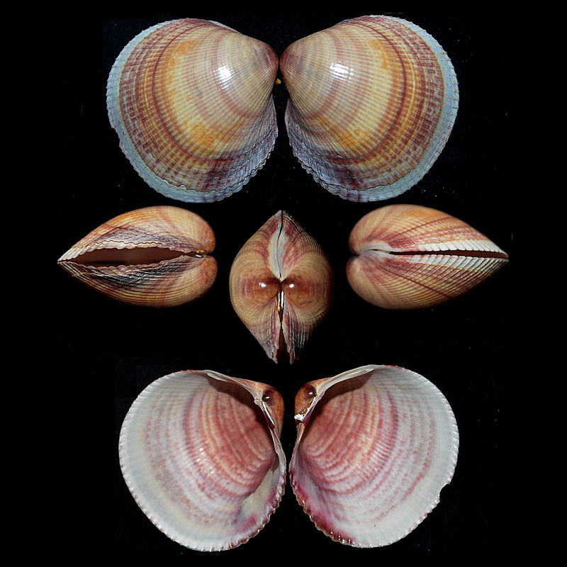 Cardiidae Cardiinae Fulvia aperta (Bruguière, 1789)  Fulvia10