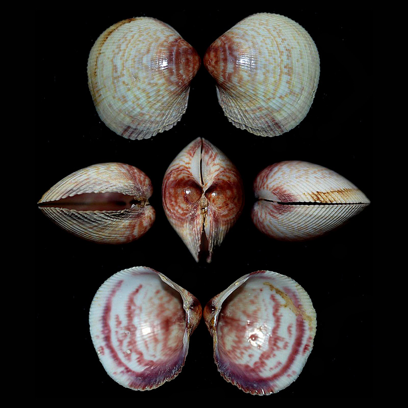 Cardiidae Cardiinae Fulvia aperta (Bruguière, 1789)  Fulvia11