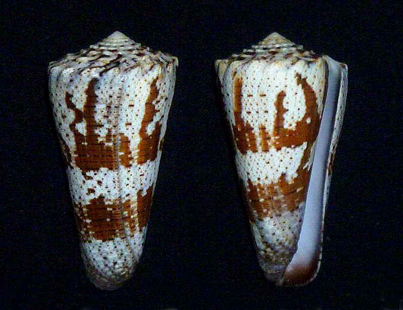 Conus (Stephanoconus) fuscatus   Born, 1778 Imperi10