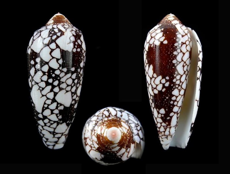 Conus (Darioconus) magnificus Reeve, 1843 - Page 4 Magnif10