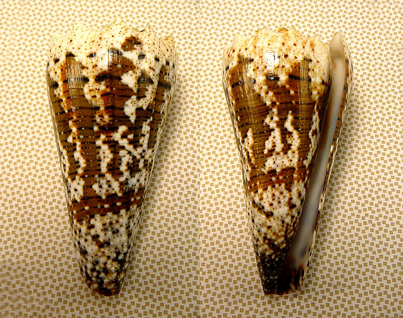 Conus (Stephanoconus) fuscatus   Born, 1778 P1020012