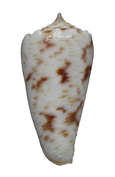 Conus (Phasmoconus) santinii   (Monnier & Limpalaër, 2014)  P_f_s110