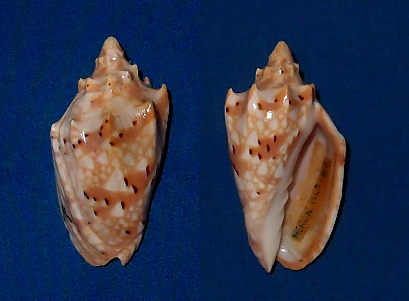 Cymbiola pulchra woolacottae - (McMichael, 1958) voir Cymbiola pulchra pulchra - (G. B. Sowerby I, 1825) Pc306214