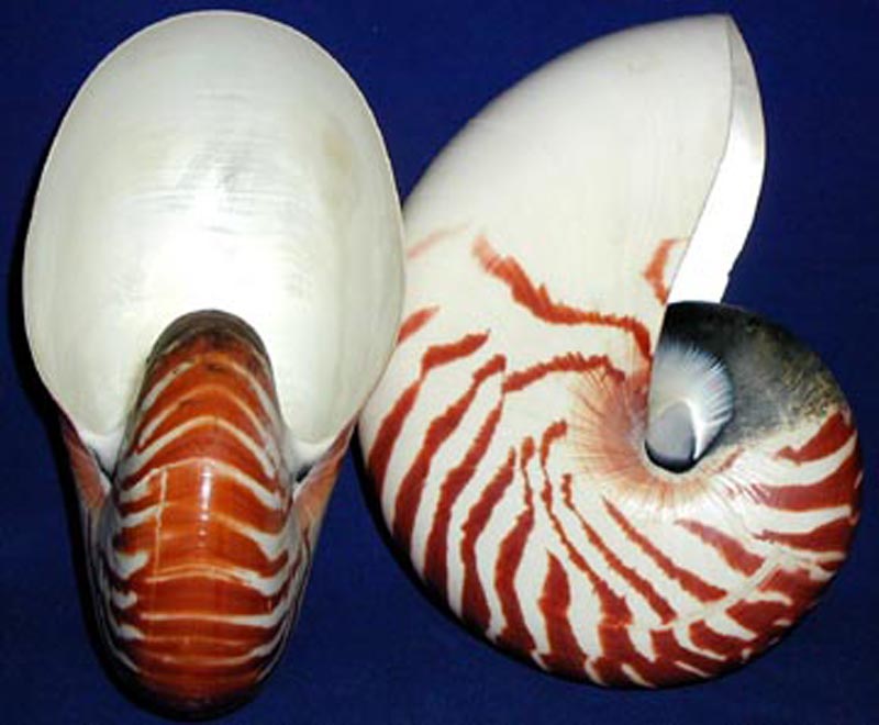 Nautilus pompilius Linnaeus, 1758 Sl_sep10