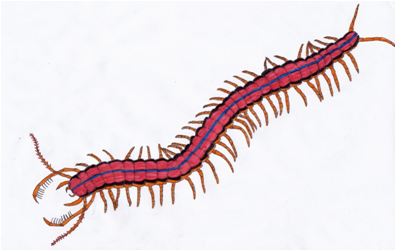 Scorpioscolopendra vs Abominationes delace Scorpi10