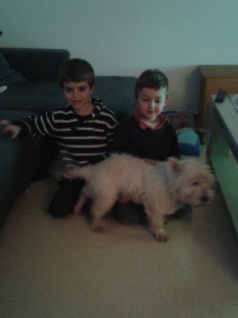 Tobby westie 12 ans  - Page 3 20140216