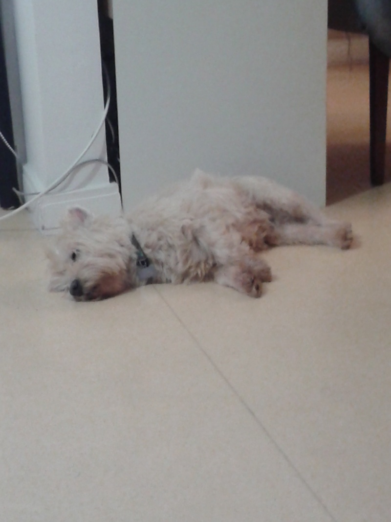 Tobby westie 12 ans  - Page 3 20140217