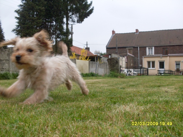 IOKO BICHON x SHIH TZU 8 MOIS CHEZ VAGABOND  Sdc12221