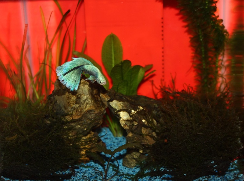 L'Aquarium d'Ange - Page 2 Img_9210