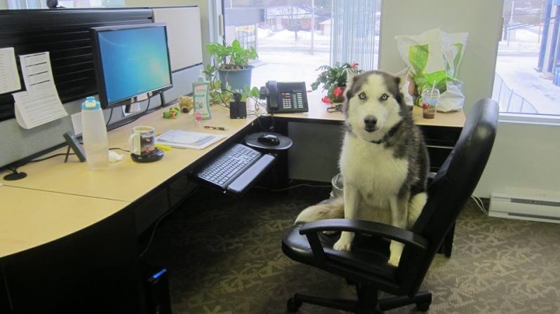 Take the dog to work :) Tala10