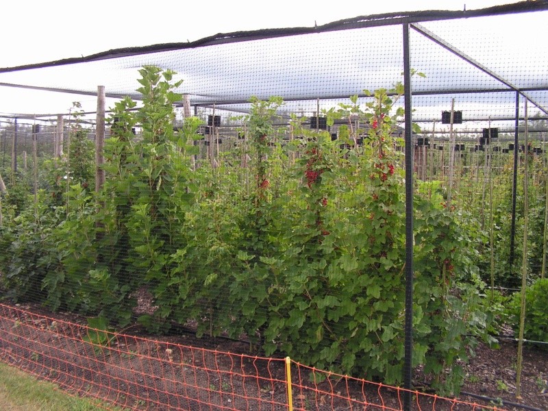 plantation de pommiers et autres fruitiers Pict0414