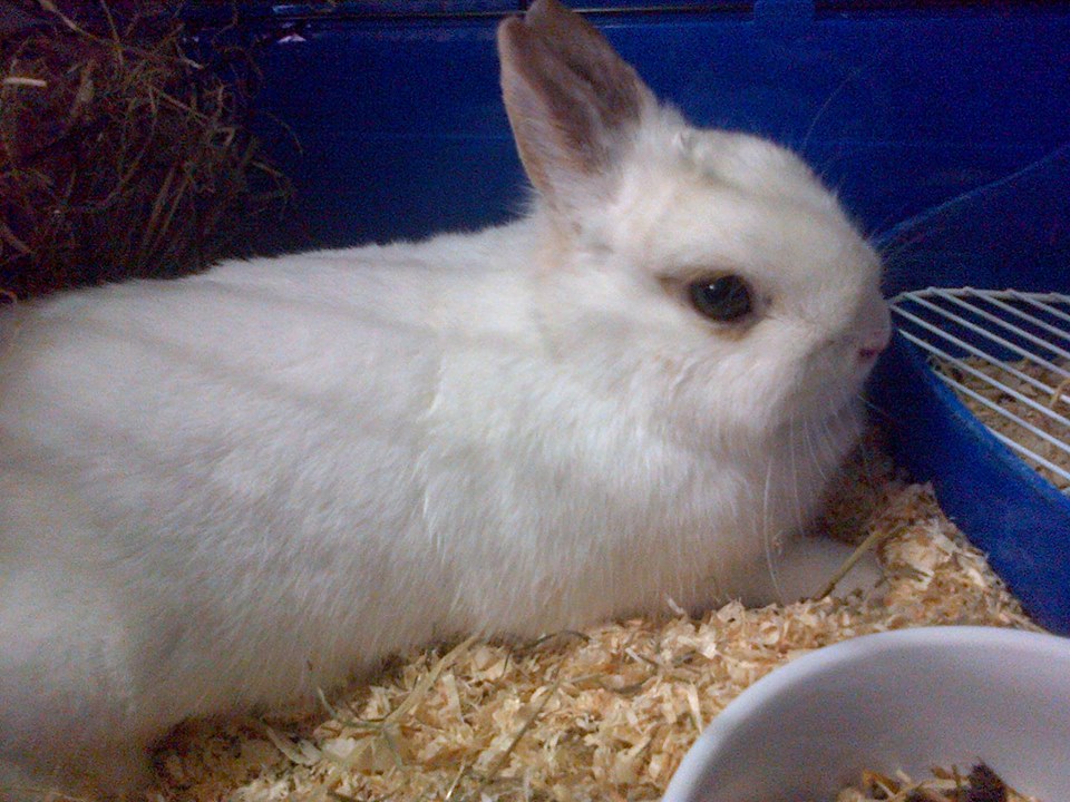 Une petite lapine va bientôt arriver :) Bianca10