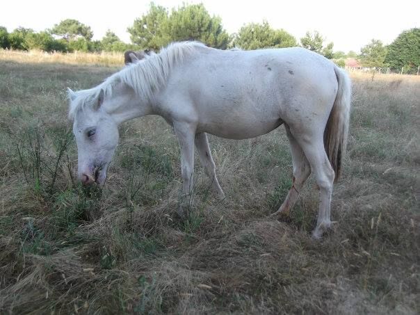 Ma ponette paintaloosa grise 10005610