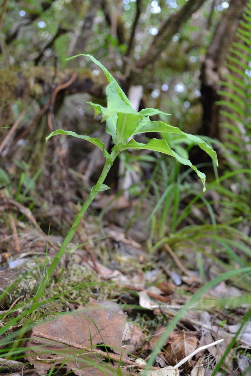 Habenaria undulata-->alta Dsc_0410