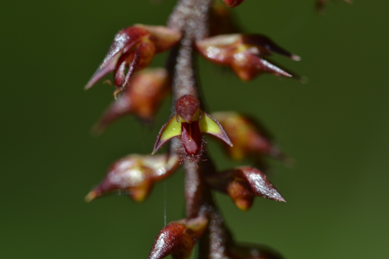 Bulbophyllum incurvum Dsc_2110