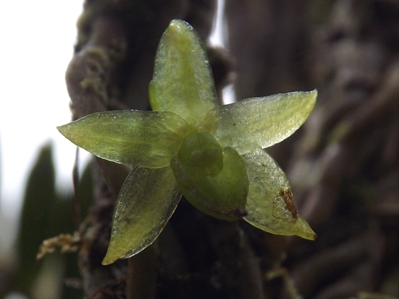 Angraecum costatum Dscf9619