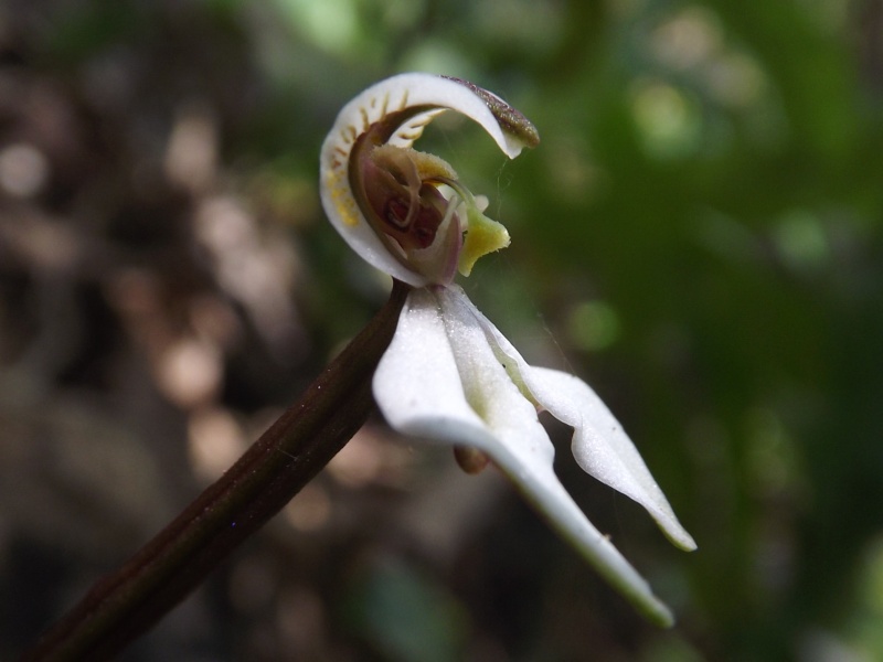 Disperis, eulophia et cynorkis coccineloides Dscf9913