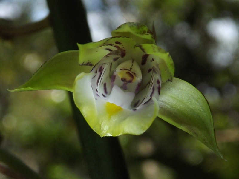 Disperis, eulophia et cynorkis coccineloides Dscf9915