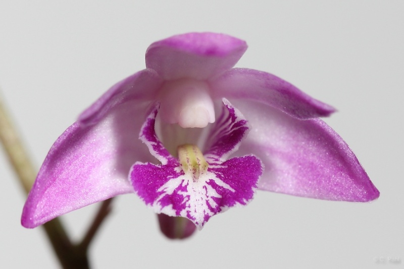 Orchideen 2011 - 2015 Teil 1 - Seite 62 B_img_22
