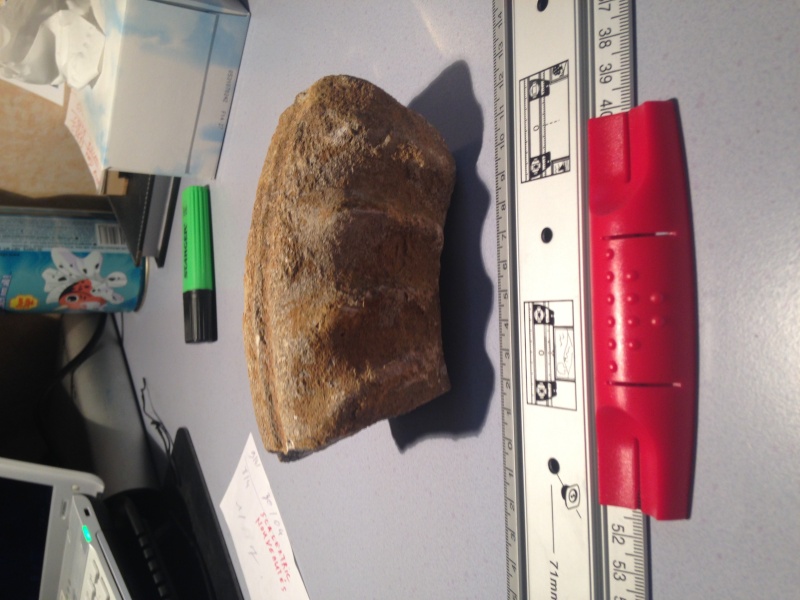 [Paléontologie] Aide identification pierre / Fossile? Img_0011