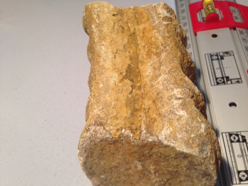 [Paléontologie] Aide identification pierre / Fossile? Img_0015