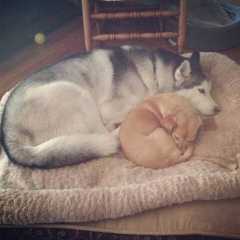 Huskies and sales small dogs