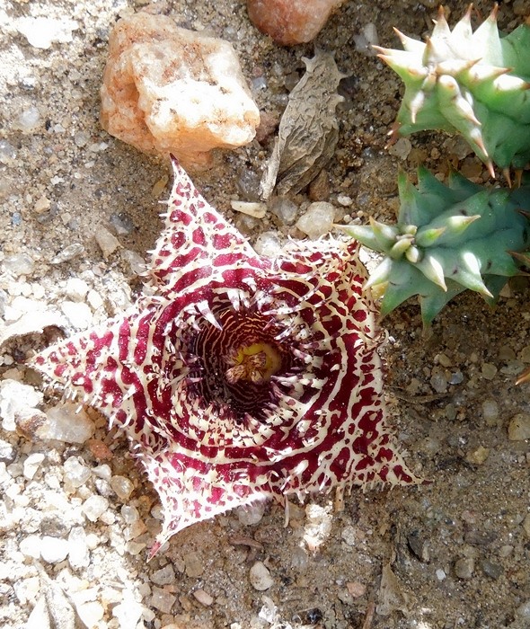 Cacti and Sukkulent in Köln, every day new flowers in the greenhouse Part 90 01313