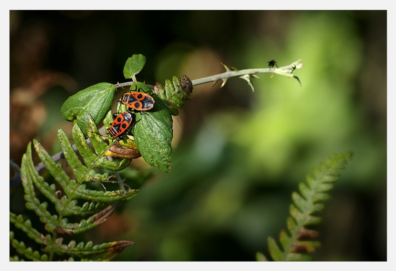 POTD non Lumix du 13.10.2013 _9300113