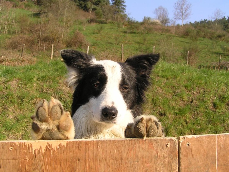 Présentation de mes chiens !! Pc204910