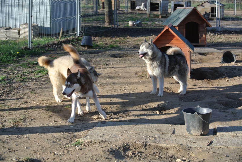 GAYA BODH  husky née le 23/02/2011/pas de chats   ASSO65  ADOPTEE Dsc_0812