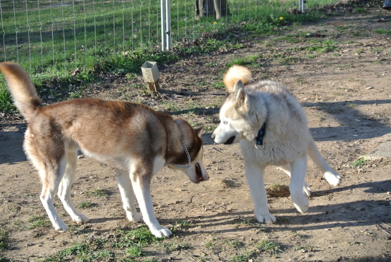 GAYA BODH  husky née le 23/02/2011/pas de chats   ASSO65  ADOPTEE Dsc_0813