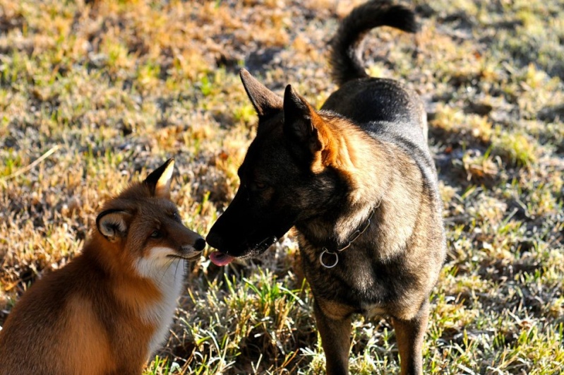 Un photographe a immortalisé l'amitié de son chien avec renard sauvage. Le_chi10