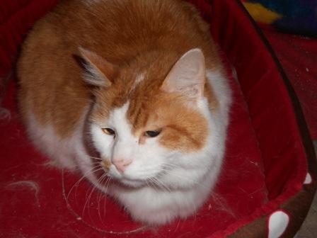Caramel, chat roux et blanc, né en 1998 Carame10