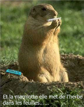 Humour en images - Page 6 Marmot10
