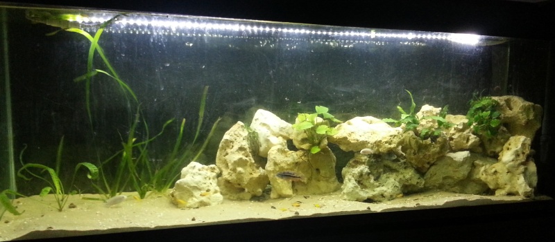 Aquariums de muldy42 300b10