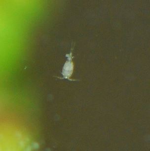 Bebes Crevettes