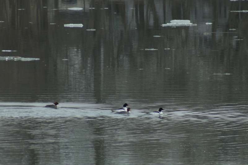 Sur le Fleuve Saint-Laurent Pac_na11