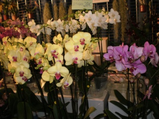 Expo d'orchidées à St-Malo, à la Toussaint 2013. - Page 2 Photo123