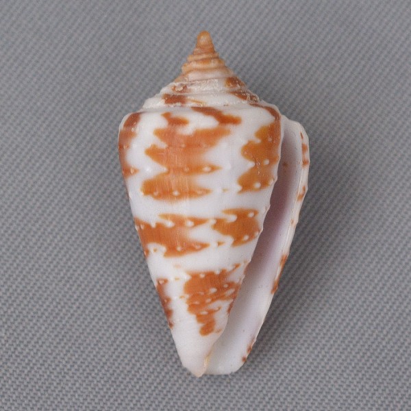 Conasprella (Ximeniconus) baccata G. B. Sowerby III, 1877 3800-113