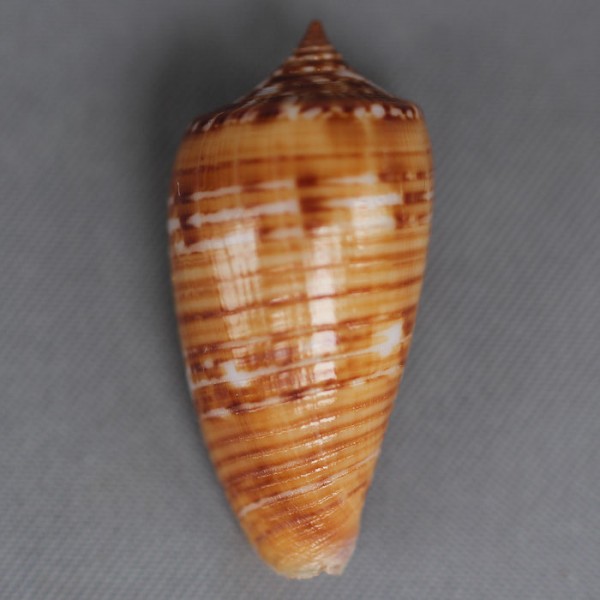 Conus (Phasmoconus) solomonensis   Delsaerdt, 1992 4446-110