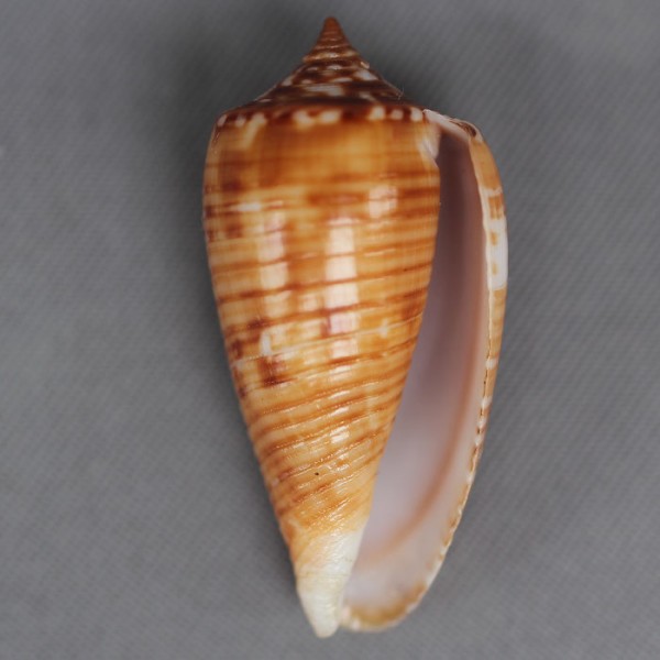 Conus (Phasmoconus) solomonensis   Delsaerdt, 1992 4446-111