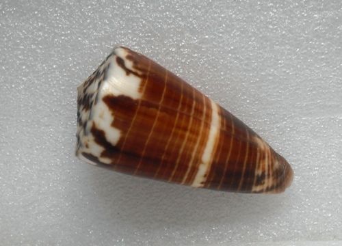 Conus (Strategoconus) planorbis   Born, 1778  _12111